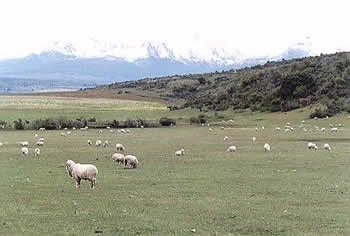 Criação de ovelhas em Esquel