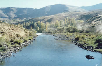 Álamos, hora verdejantes hora dourados